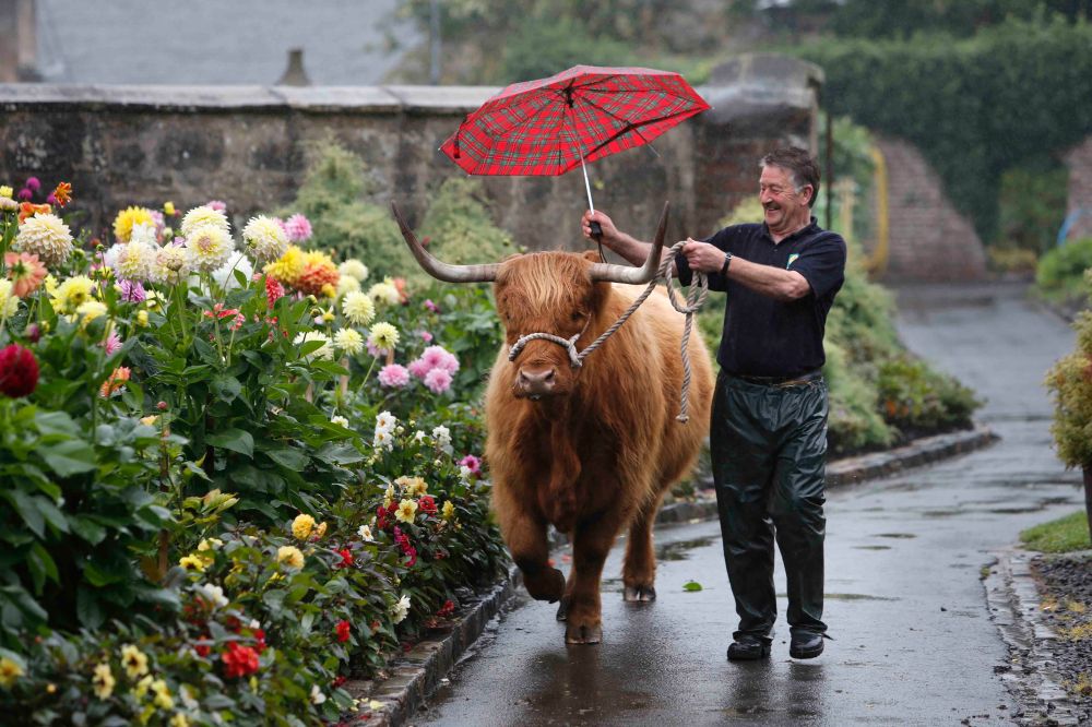 Matt Auld , stocks man at Pollok Park , home of the award winning highland Cattle takes Maisie for a walk.