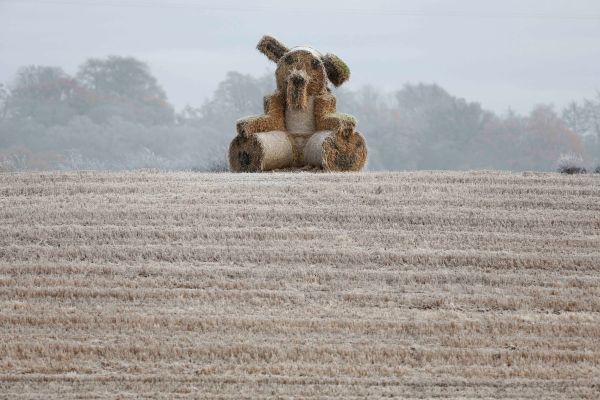 Hay Bales as a giant rabbit near Drymen