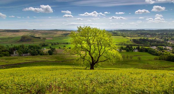 A tree on the Campsie Fells at Strathblane