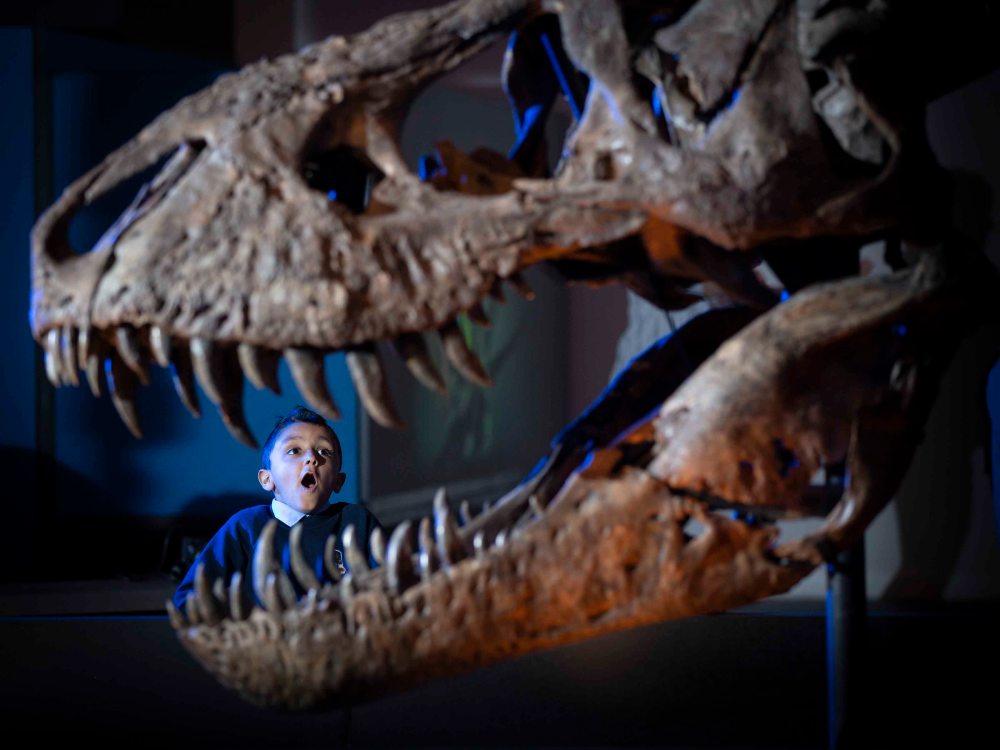 Trix the Tyrannosaurus rex ready to meet Scottish audiences at the Kelvin Hall in Glasgow